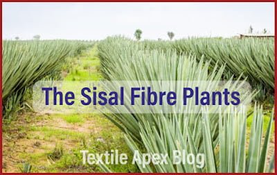 An Overview of Sisal Fibre