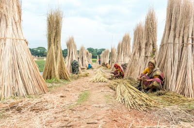 What is Jute? The 'Golden Fiber' That's Here to Stay - Contrado Blog