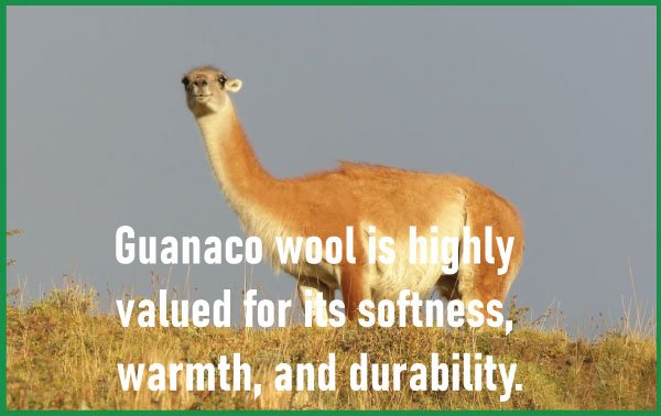 Guanaco Wool