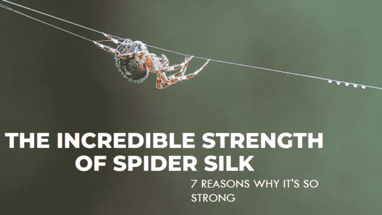7 Reasons Why Spider Silk is Incredibly Strong