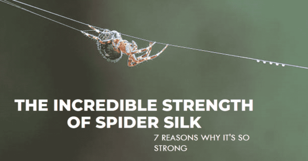 7 Reasons Why Spider Silk is Incredibly Strong