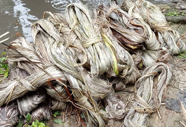 Jute Fibre