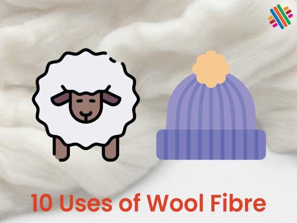 101 Infographic: 10 Uses of Wool Fibre